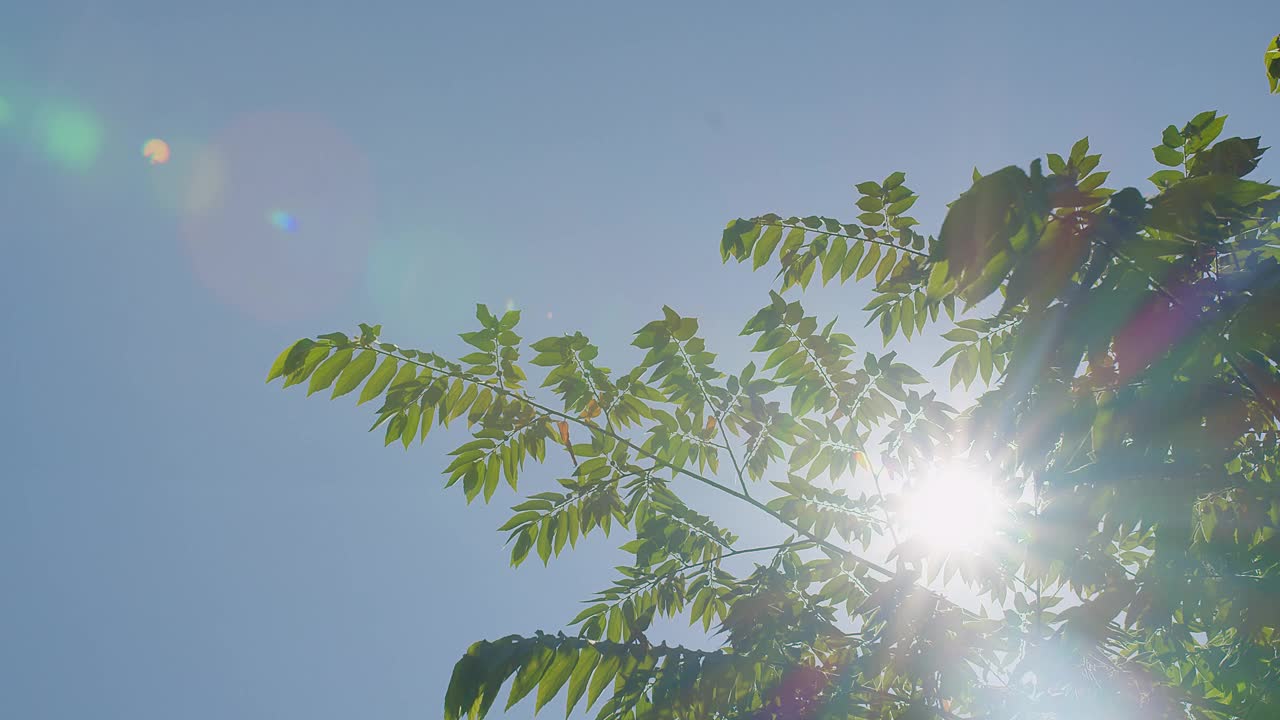 阳光透过郁郁葱葱的绿叶，映衬着湛蓝的天空，象征着成长和活力视频素材