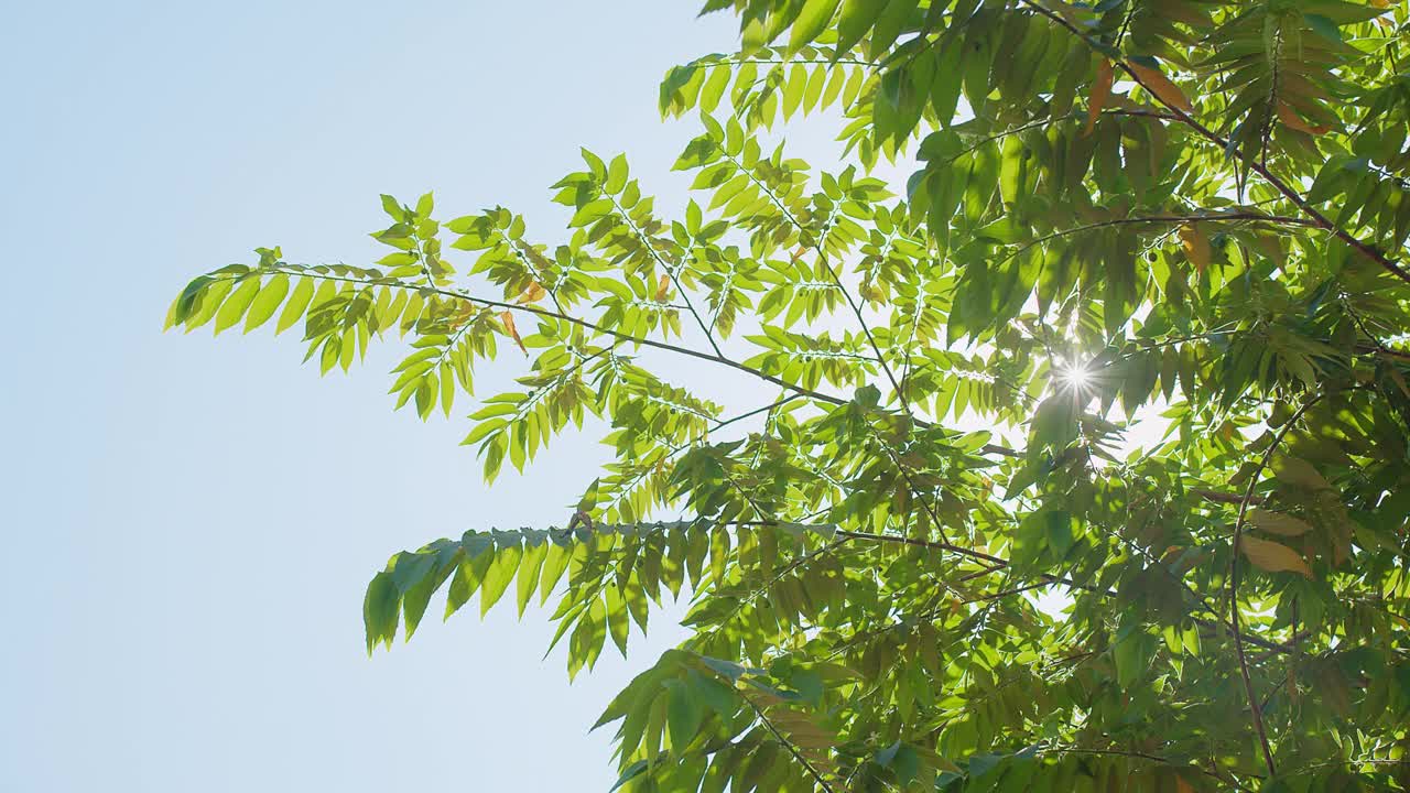 阳光透过郁郁葱葱的绿叶，映衬着湛蓝的天空，象征着成长和活力视频素材