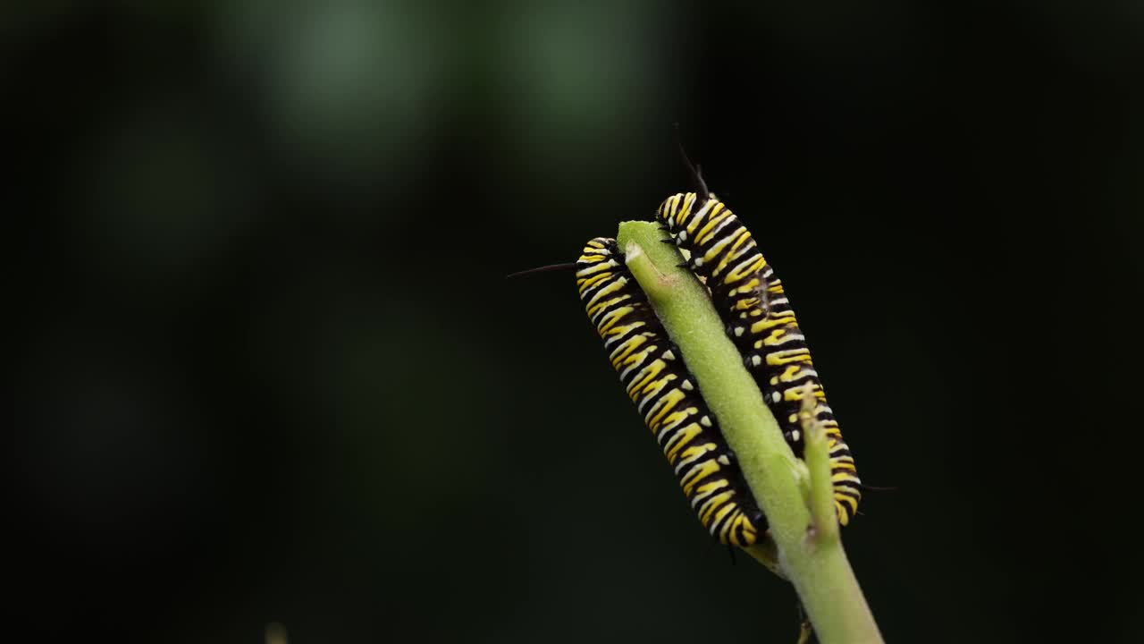 两只帝王蝶毛虫在争夺食物视频下载