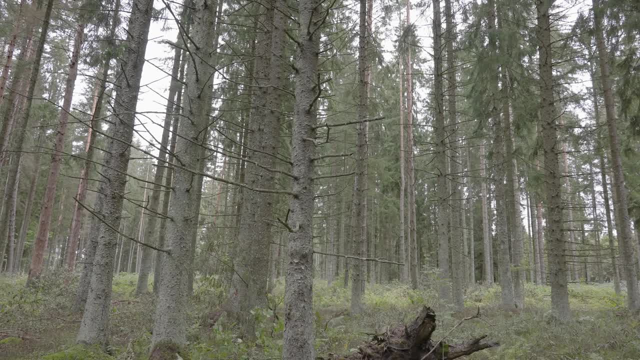 宁静的针叶林树木景观视频素材