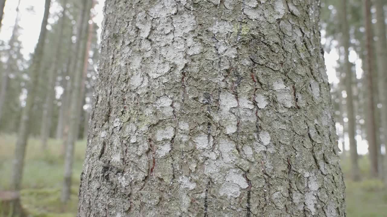 密林中树皮的近距离纹理视频素材