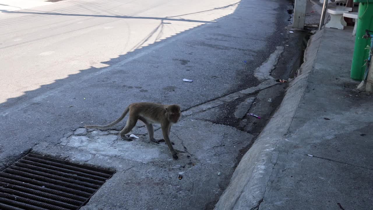 猴子在城市人行道上导航视频素材