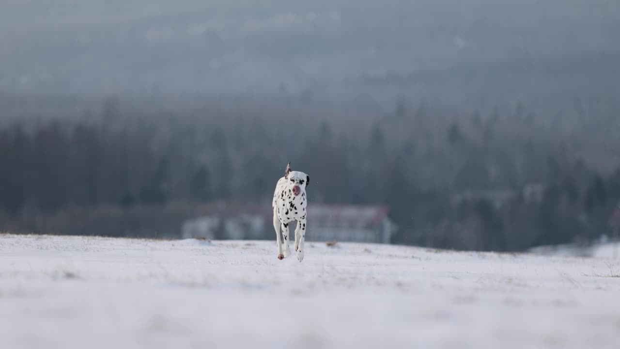 美丽的斑点狗跑在雪地上，在一个阳光明媚的冬日慢动作。背景是雪山。漂亮的自然。踢雪。吃冰和草。没有领。4 k 120帧/秒视频下载