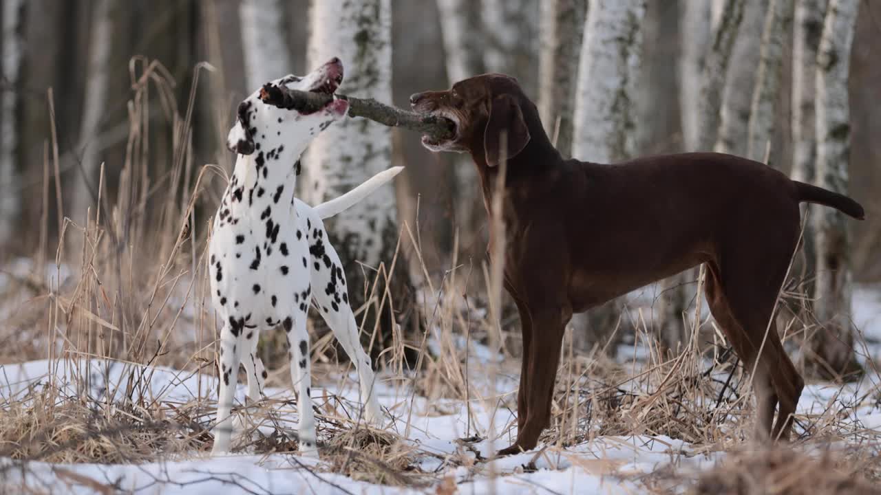 长着棕色皮毛和长耳朵的德国猎犬和斑点狗在积雪覆盖的森林里嚼着一根木棍。多云的一天。冬天的白桦林。没有了可乐。棕色的眼睛。自由快乐的狗。视频下载