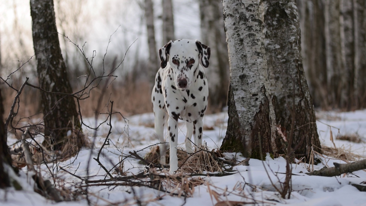 长着棕色皮毛和长耳朵的德国猎犬和斑点狗在积雪覆盖的森林里嚼着一根木棍。多云的一天。冬天的白桦林。没有了可乐。棕色的眼睛。自由快乐的狗。视频素材