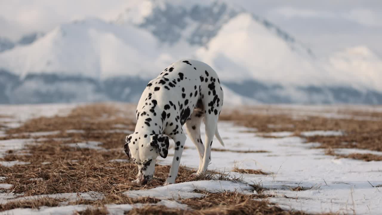 美丽的斑点狗跑在雪地上，在一个阳光明媚的冬日慢动作。背景是雪山。漂亮的自然。踢雪。吃冰和草。没有领。4 k 120帧/秒视频素材