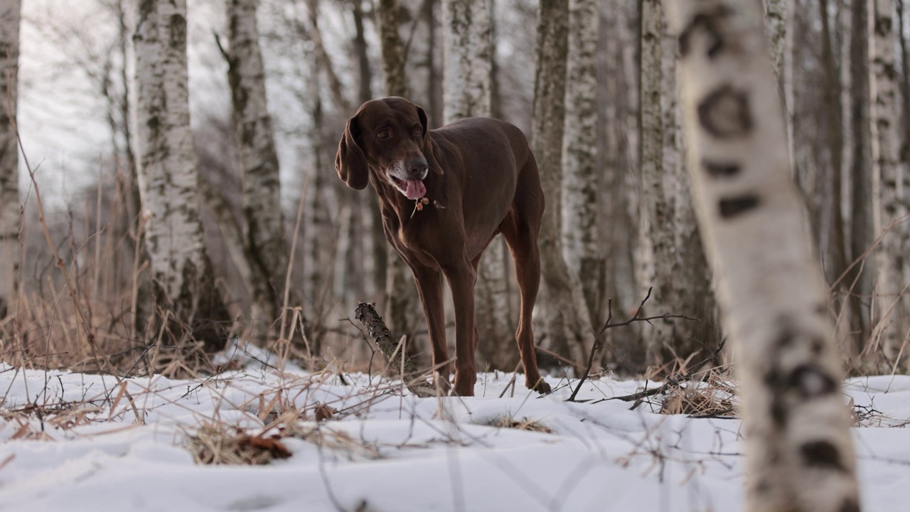 长着棕色皮毛和长耳朵的德国猎犬，在积雪覆盖的森林里啃着一根木棍。多云的一天。冬天的白桦林。没有了可乐。棕色的眼睛。自由快乐的狗。缓慢的运动。视频素材