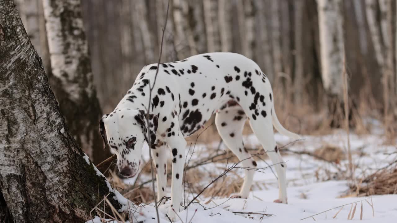 长着棕色皮毛和长耳朵的德国猎犬和斑点狗在积雪覆盖的森林里嚼着一根木棍。多云的一天。冬天的白桦林。没有了可乐。棕色的眼睛。自由快乐的狗。视频下载