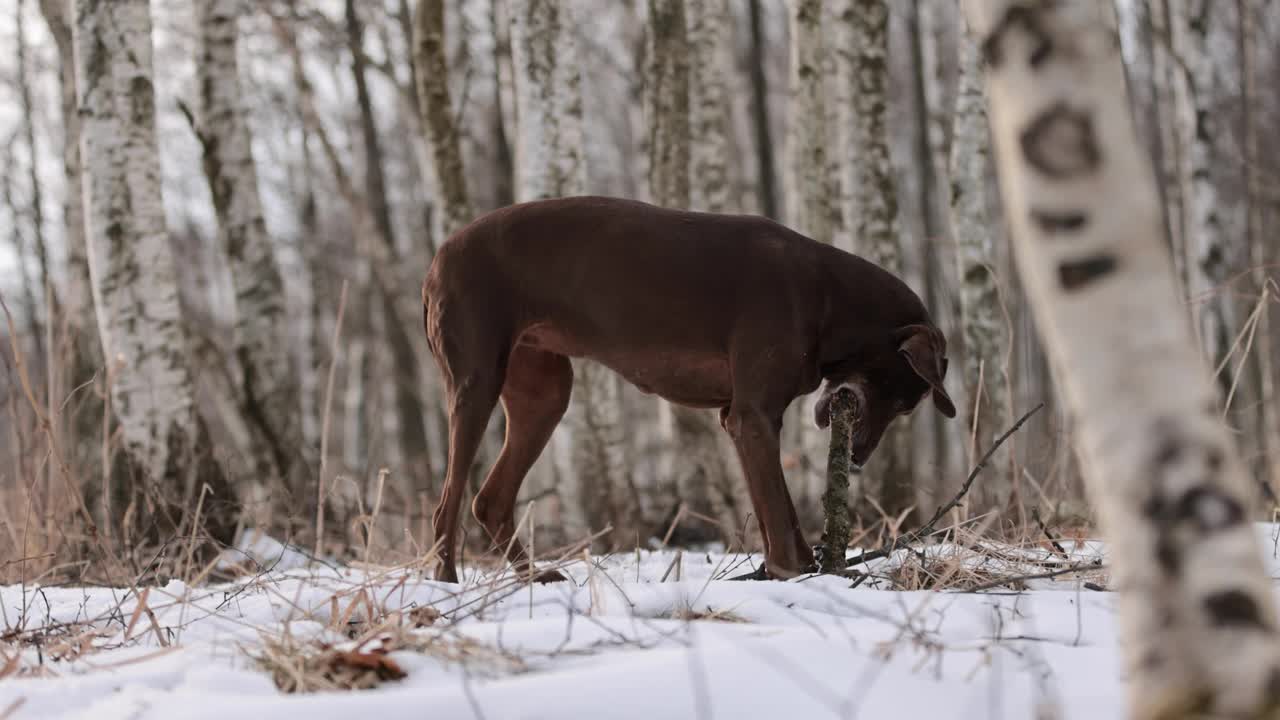 长着棕色皮毛和长耳朵的德国猎犬，在积雪覆盖的森林里啃着一根木棍。多云的一天。冬天的白桦林。没有了可乐。棕色的眼睛。自由快乐的狗。缓慢的运动。视频素材