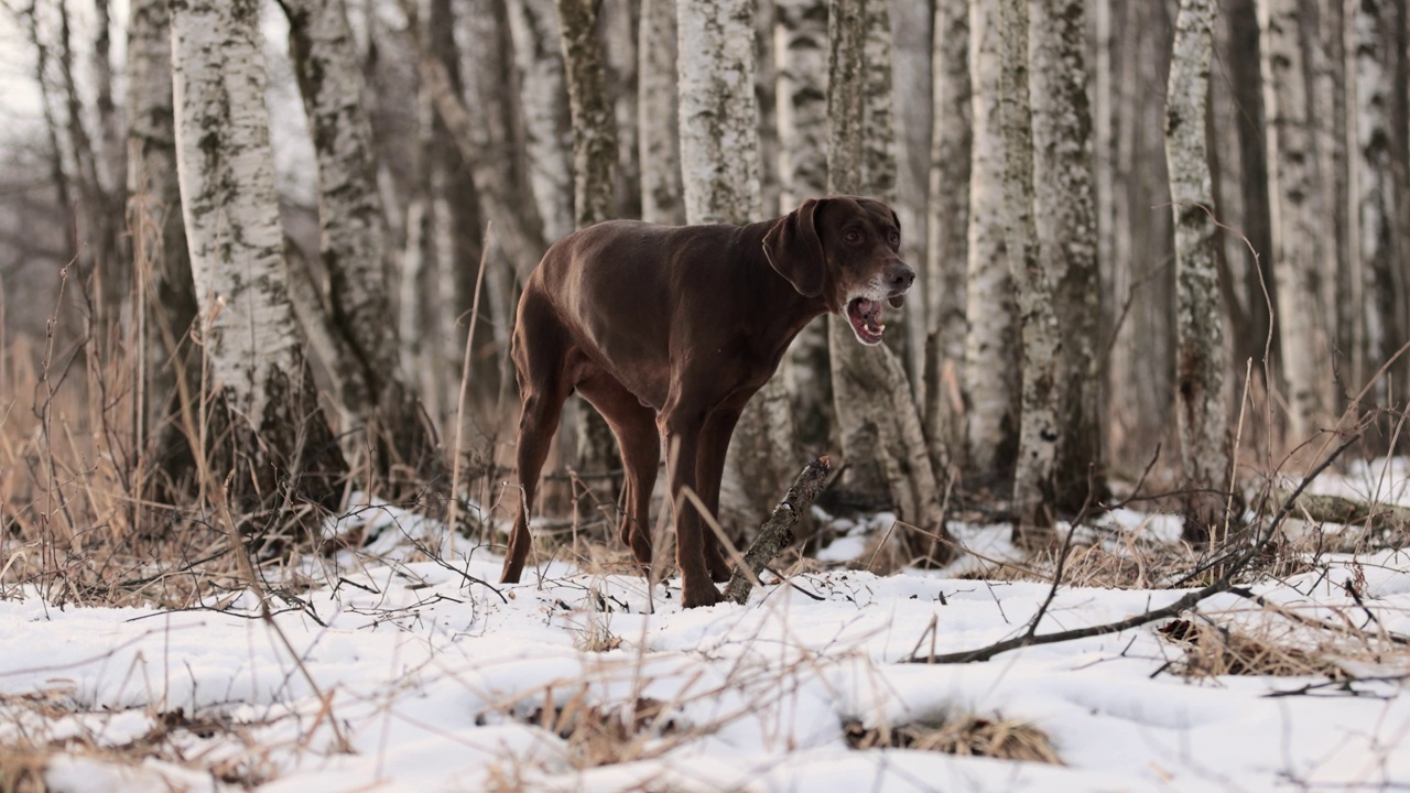 长着棕色皮毛和长耳朵的德国猎犬，在积雪覆盖的森林里啃着一根木棍。多云的一天。冬天的白桦林。没有了可乐。棕色的眼睛。自由快乐的狗。缓慢的运动。视频素材