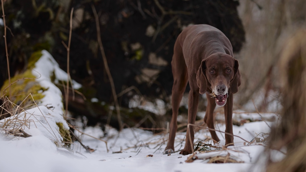 长着棕色皮毛和长耳朵的德国猎犬，在积雪覆盖的森林里啃着一根木棍。多云的一天。冬天的白桦林。没有了可乐。棕色的眼睛。自由快乐的狗。缓慢的运动。视频素材