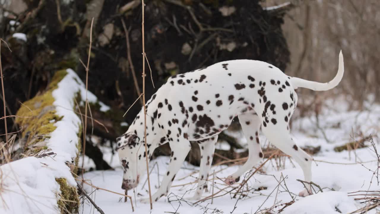 长着棕色皮毛和长耳朵的德国猎犬和斑点狗在积雪覆盖的森林里嚼着一根木棍。多云的一天。冬天的白桦林。没有了可乐。棕色的眼睛。自由快乐的狗。视频下载