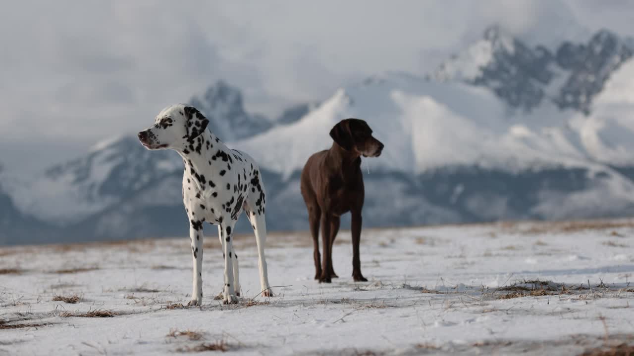 美丽的达尔马提亚犬和德国的指示犬在雪地里互相追逐。背景是白雪皑皑的冬季山脉。没有领。Purebreed狗。棕色的眼睛。视频素材