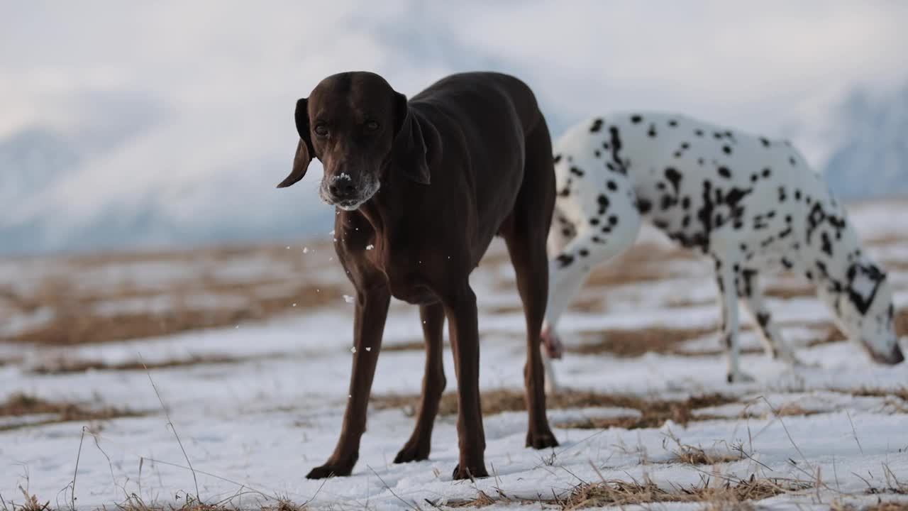 美丽的达尔马提亚犬和德国的指示犬在雪地里互相追逐。背景是白雪皑皑的冬季山脉。没有领。Purebreed狗。棕色的眼睛。视频素材