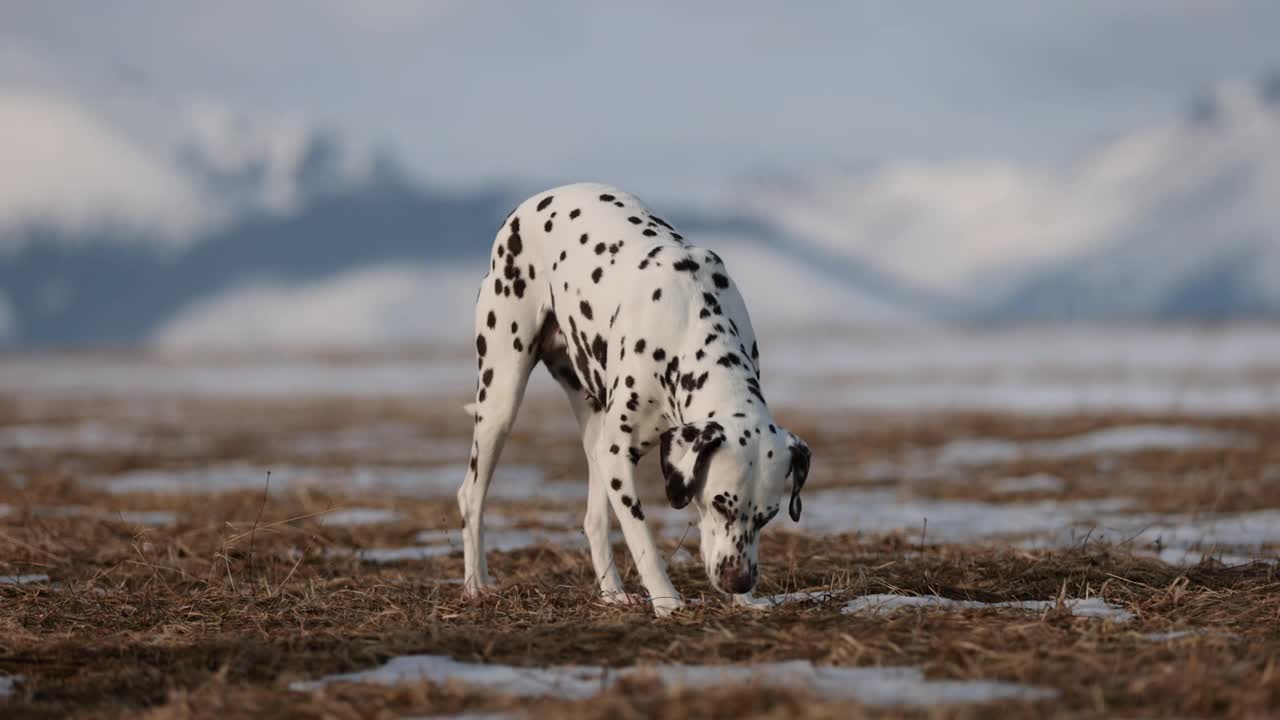 美丽的达尔马提亚犬和德国的指示犬在雪地里互相追逐。背景是白雪皑皑的冬季山脉。没有领。Purebreed狗。棕色的眼睛。视频素材