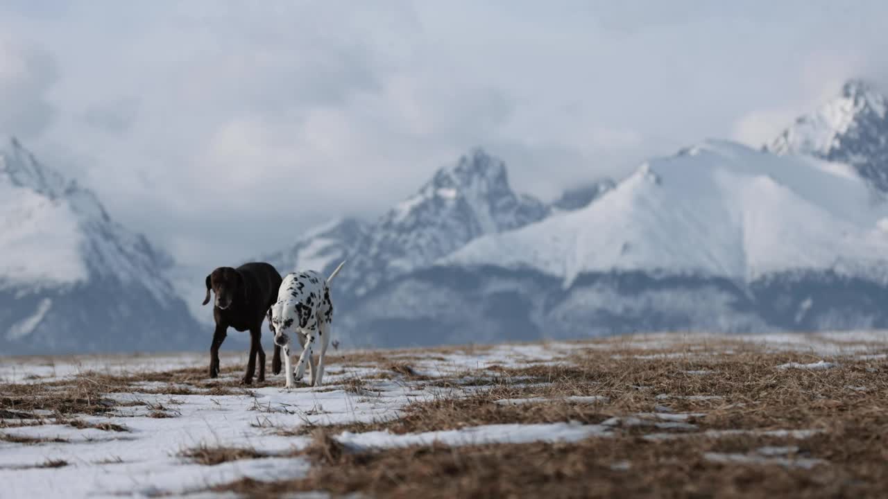 美丽的达尔马提亚犬和德国的指示犬在雪地里互相追逐。背景是白雪皑皑的冬季山脉。没有领。Purebreed狗。棕色的眼睛。视频素材