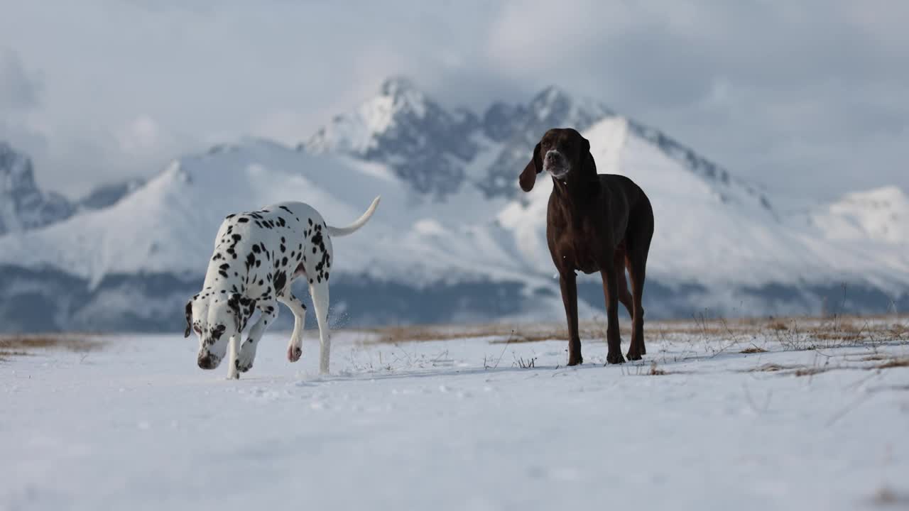 美丽的达尔马提亚犬和德国的指示犬在雪地里互相追逐。背景是白雪皑皑的冬季山脉。没有领。Purebreed狗。棕色的眼睛。视频素材