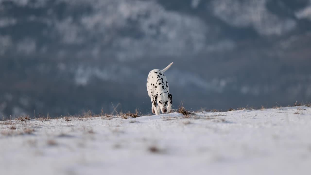 美丽的斑点狗跑在雪地上，在一个阳光明媚的冬日慢动作。背景是雪山。漂亮的自然。踢雪。吃冰和草。没有领。4 k 120帧/秒视频下载