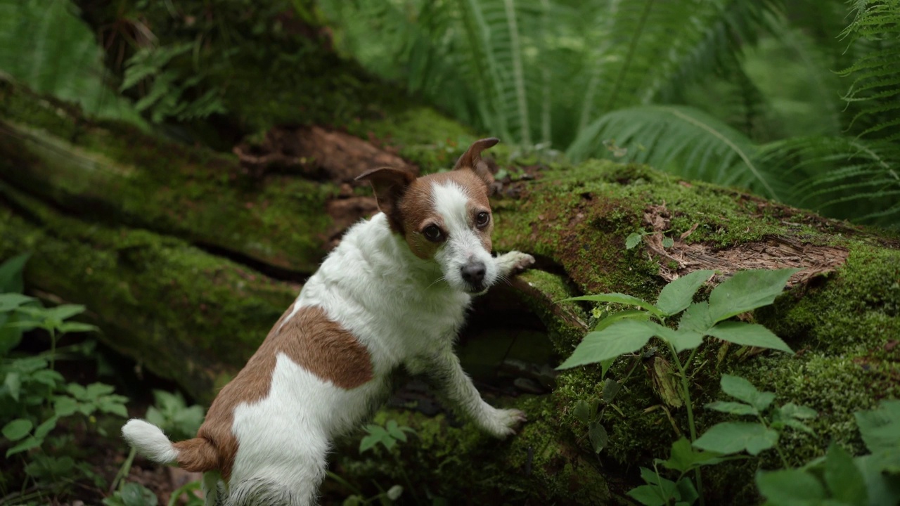 杰克罗素梗犬在森林里探索一根长满青苔的原木，一幅冒险的画面。视频素材