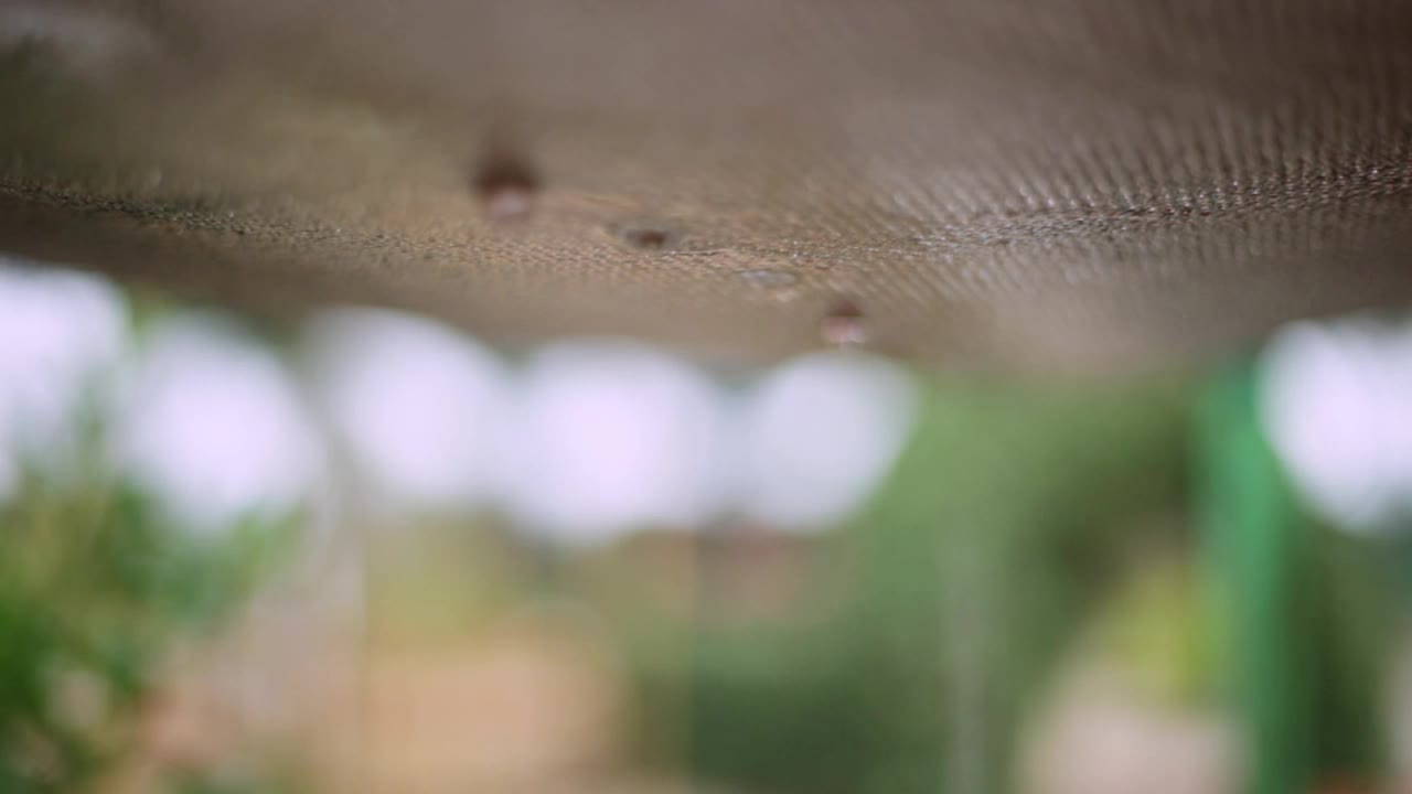 雨滴从花园里的遮阳布上滴落下来视频下载