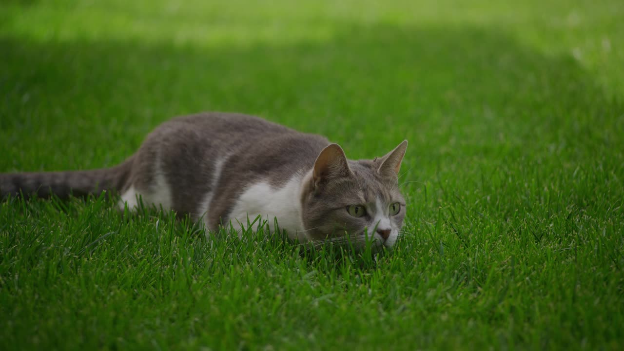 白色虎斑家猫在草坪上打猎时准备攻击视频素材