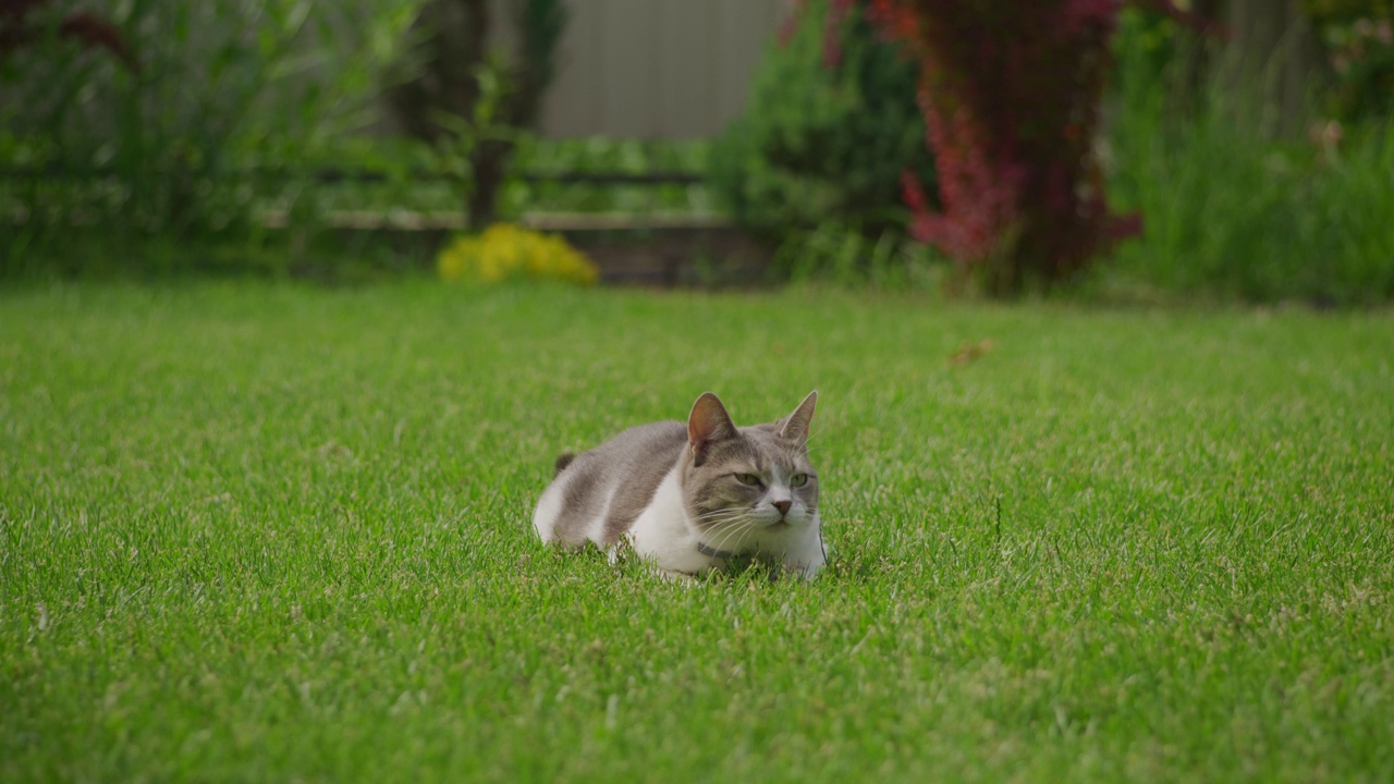 有趣的猫在花园的草地上放松心情视频素材