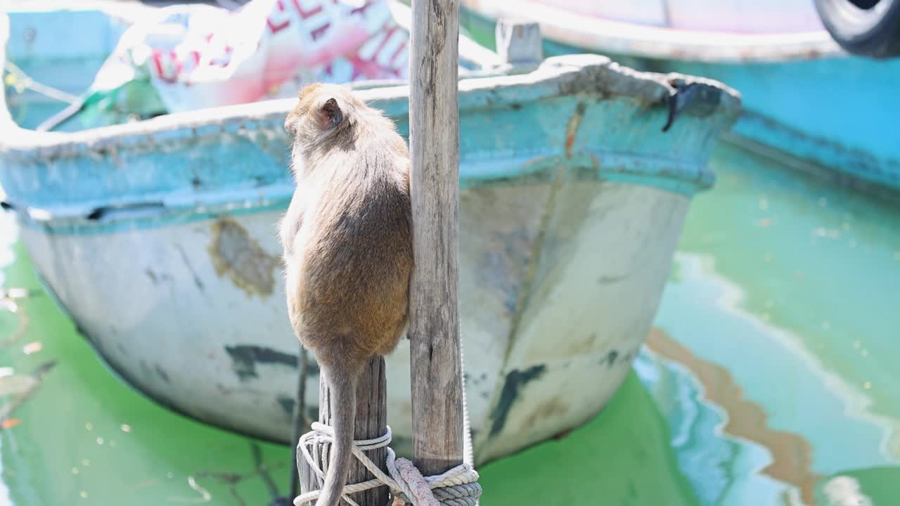 猴子在船桅杆上爬视频素材