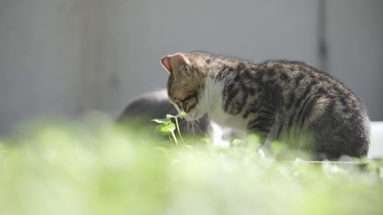 两只流浪小猫。视频素材