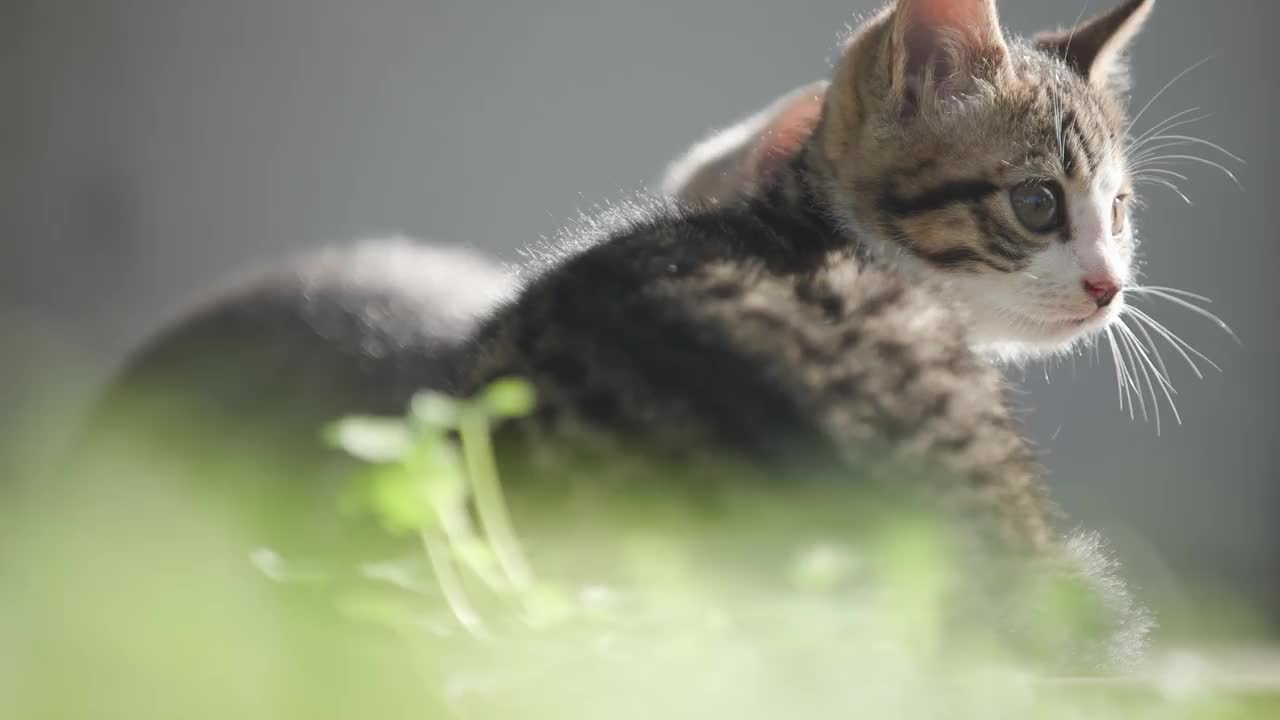 漂亮的流浪小猫。视频素材