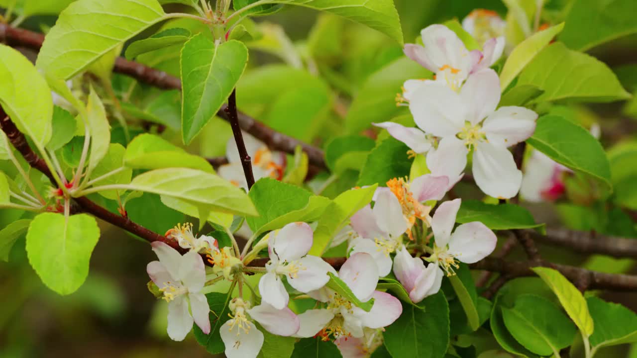 苹果在开花的苹果树上开花视频素材