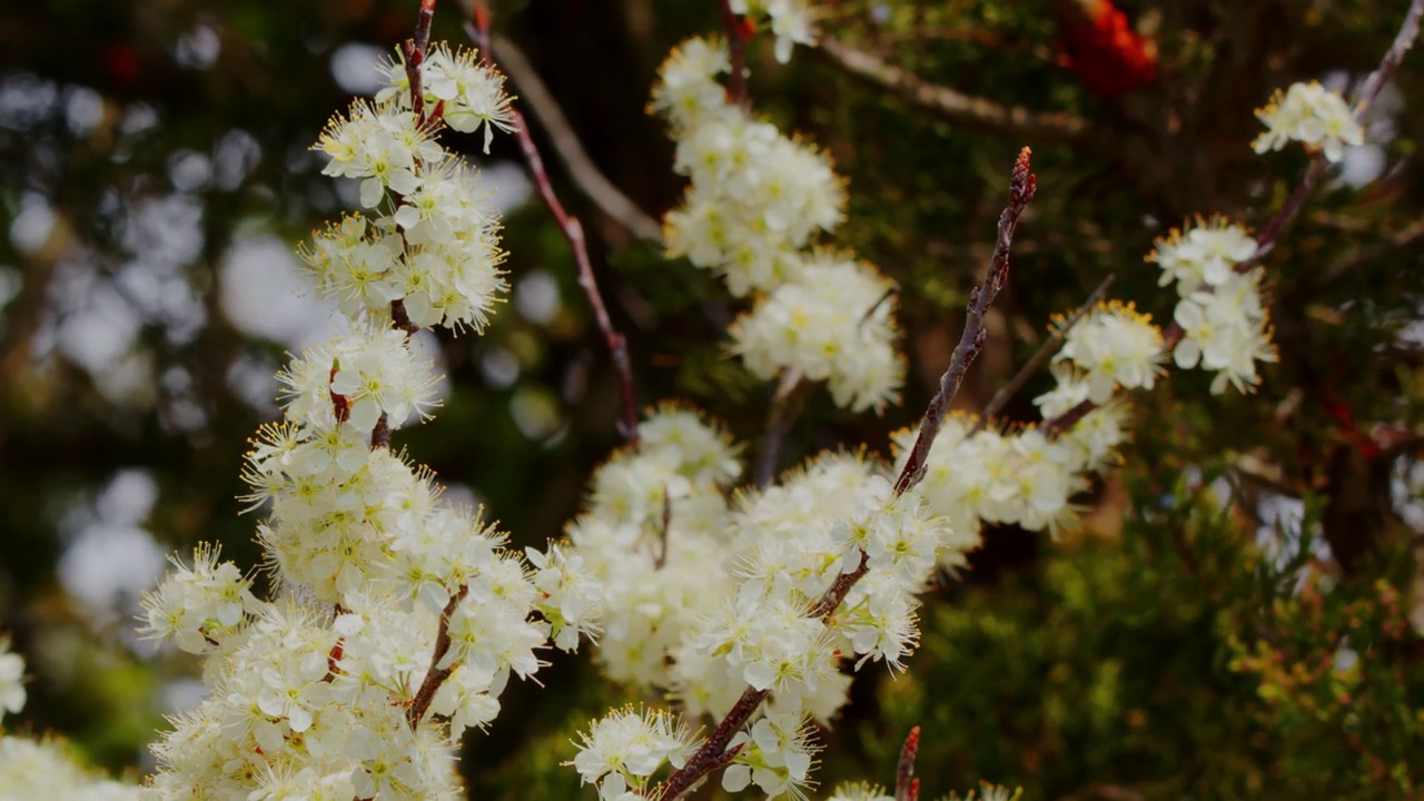 春天，在英格兰南部汉普郡的树篱中，精致的白色黑刺李(Prunus spinosa)开花视频素材