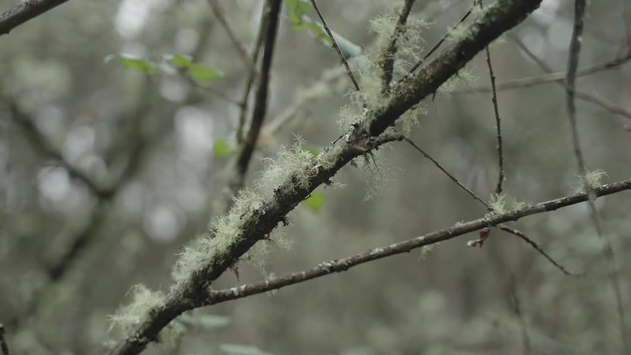 苔藓树枝特写，自然背景视频素材