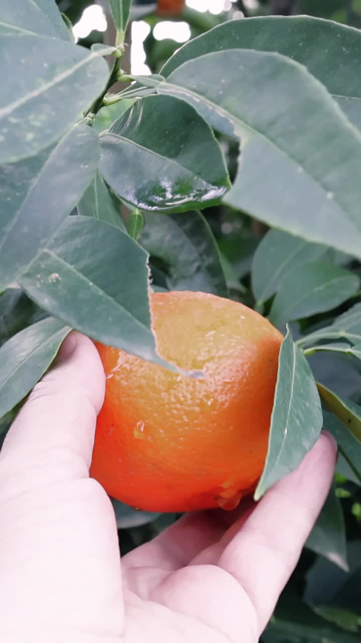 特写:男子的手从树上摘下成熟的橘子。健康饮食主题的理想选择。手，橙，成熟的天然食品精华。用手采摘成熟的橙子，象征新鲜视频素材