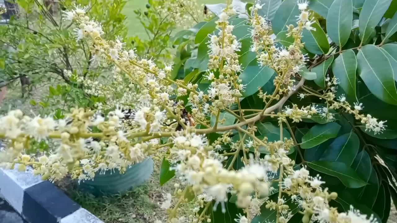 一只寻找花蜜的棕色黄蜂。视频下载