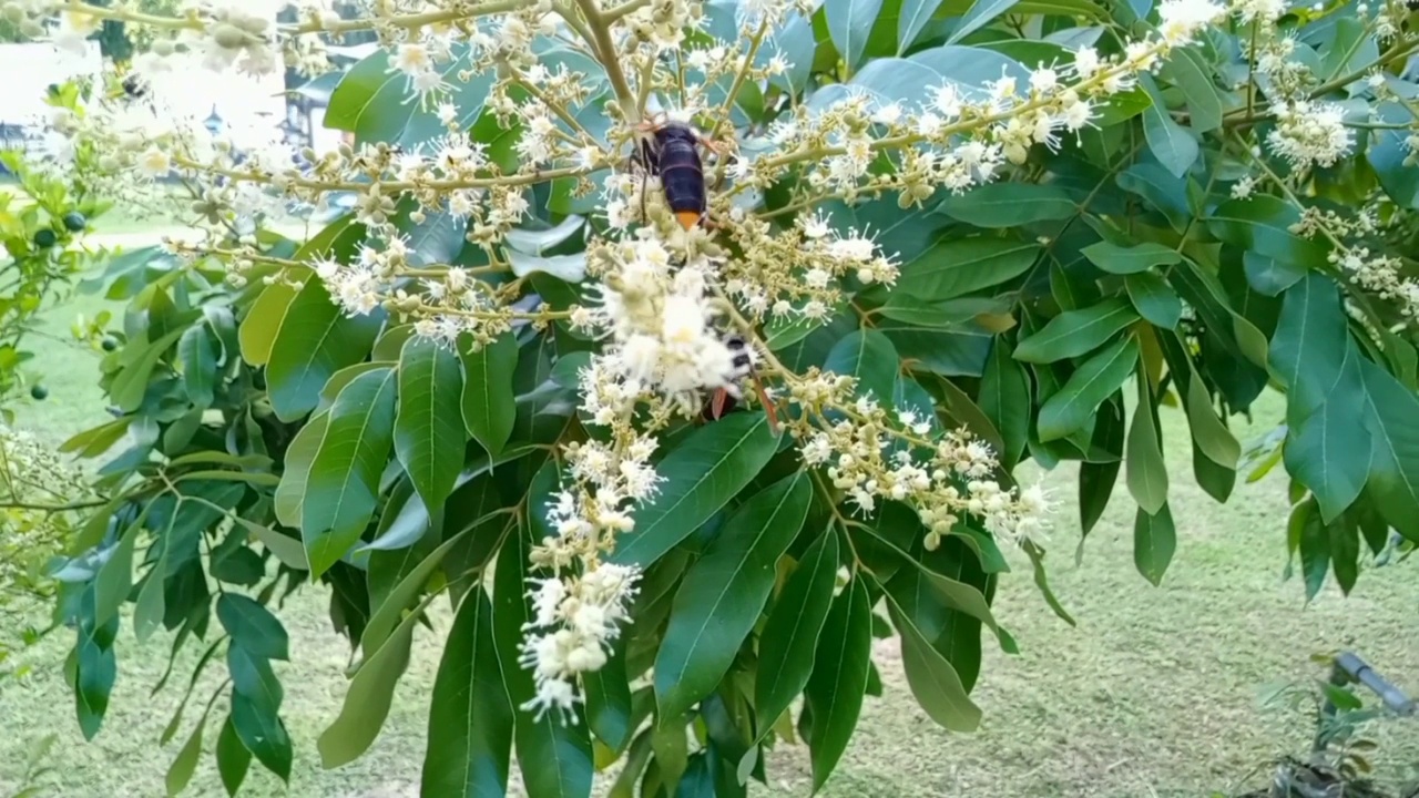 几只寻找花蜜的蜂科黄蜂。视频下载