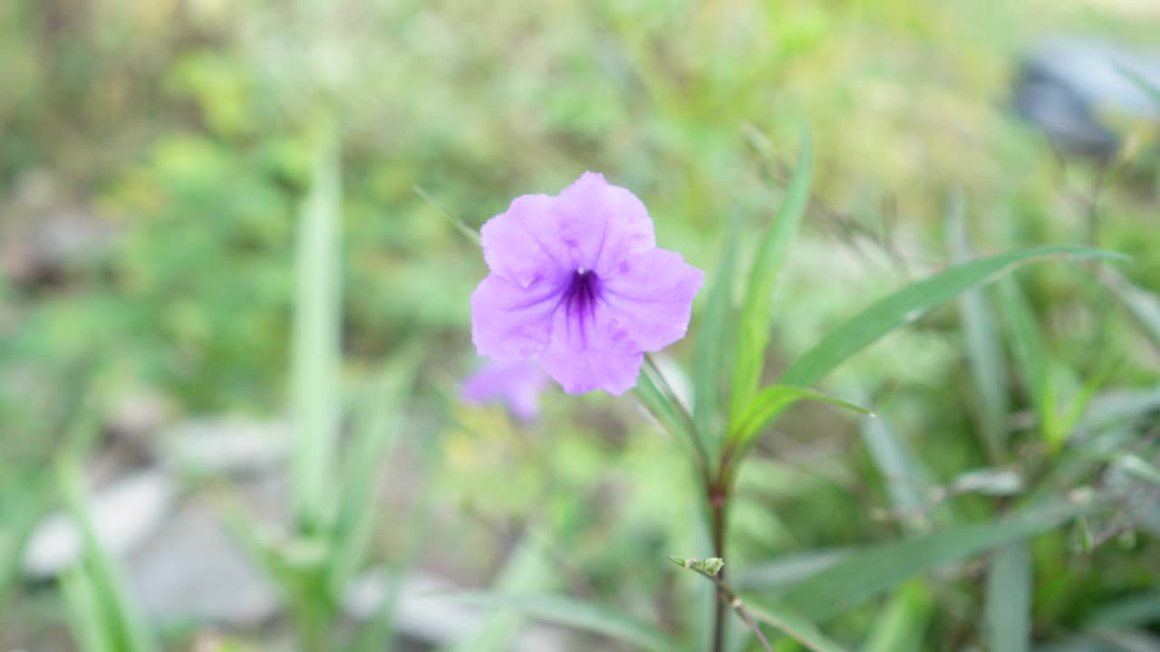 水仙花、水仙花、米尼根、铁根、小白根、爆豆荚、Cracker plant、traino、Toi ting ACANTHACEAE、Britton 's Wild、墨西哥风铃花、矮牵牛紫罗兰花，在自然背景下在花园里盛开视频素材