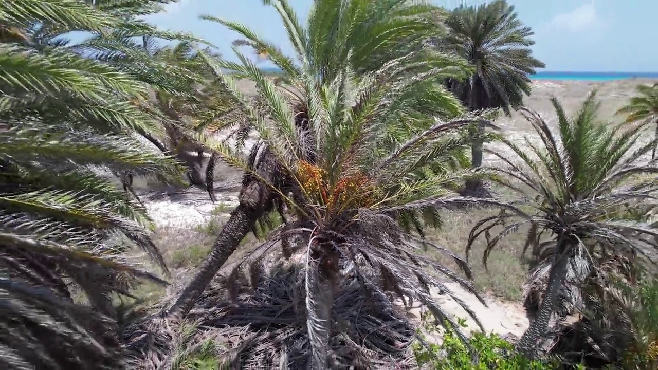 棕榈树和灌木在干旱的土地上，背景是清澈的蓝色海洋，阳光明媚的一天视频素材