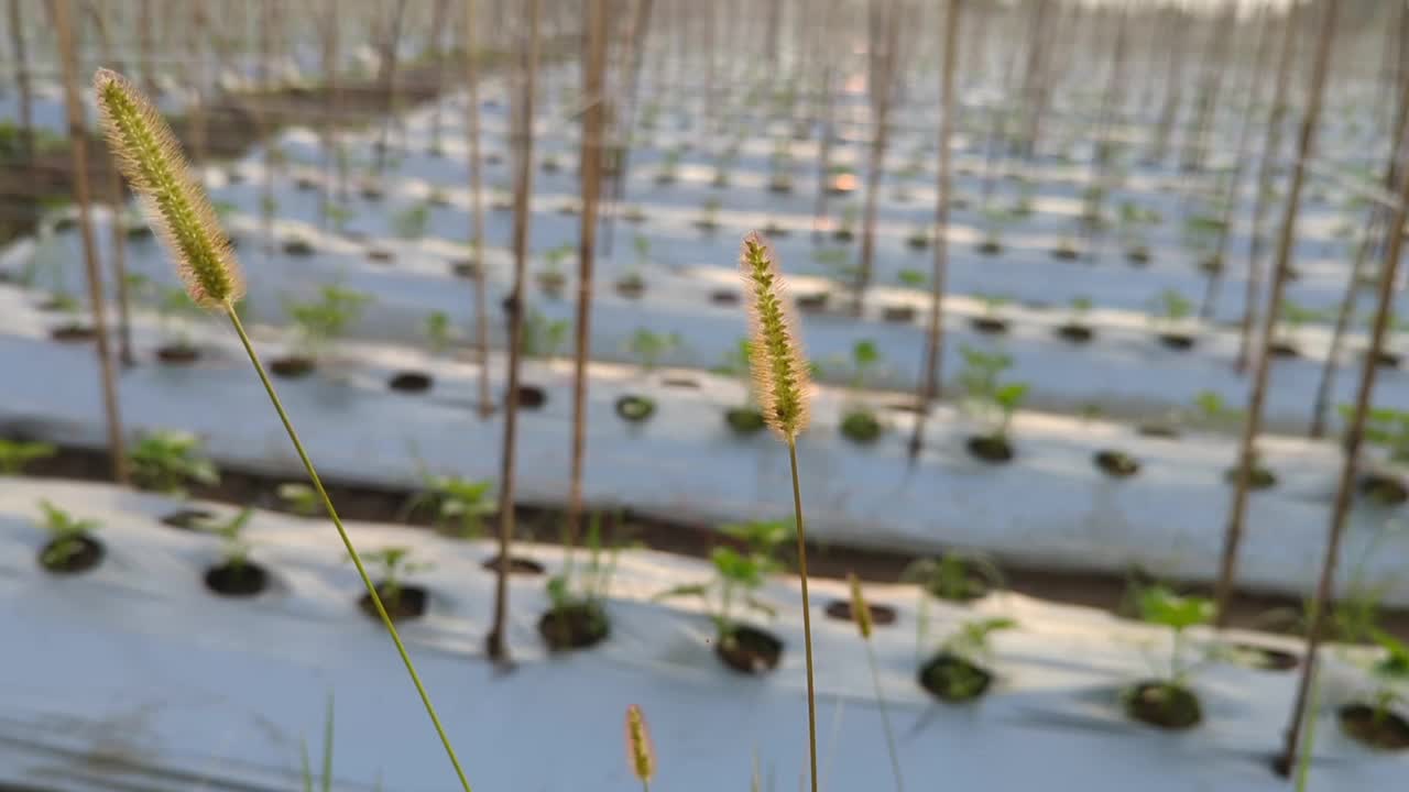 两株野草在晨风中摇曳视频素材