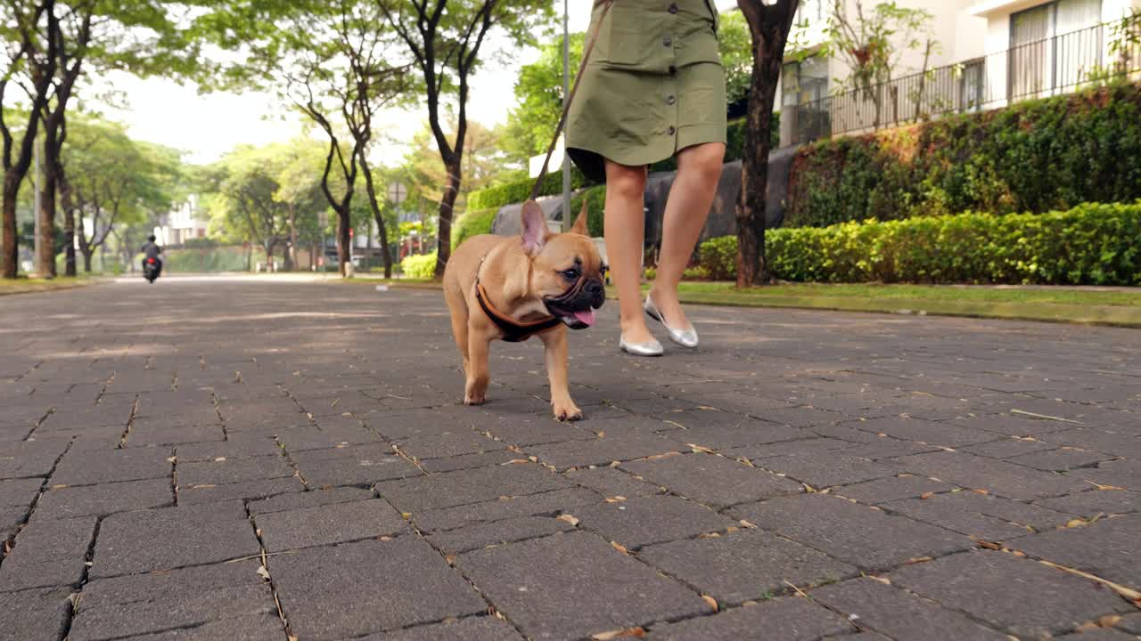 热天小狗和女主人在空旷的小巷散步，慢镜头视频素材