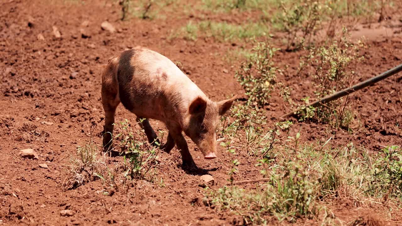 猪在田野里觅食视频素材