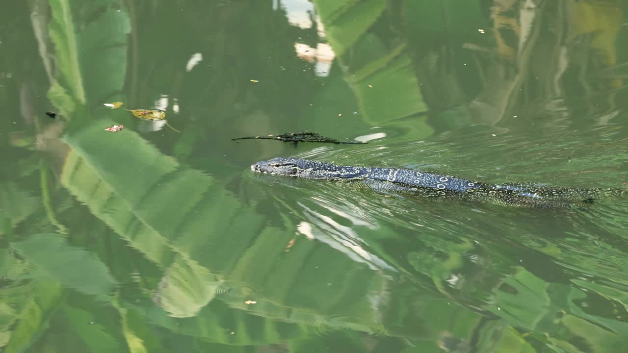 巨蜥在水里游泳视频素材