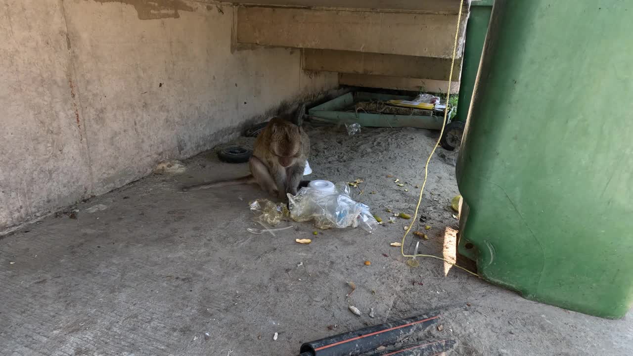 猴子在城市垃圾中分类视频素材