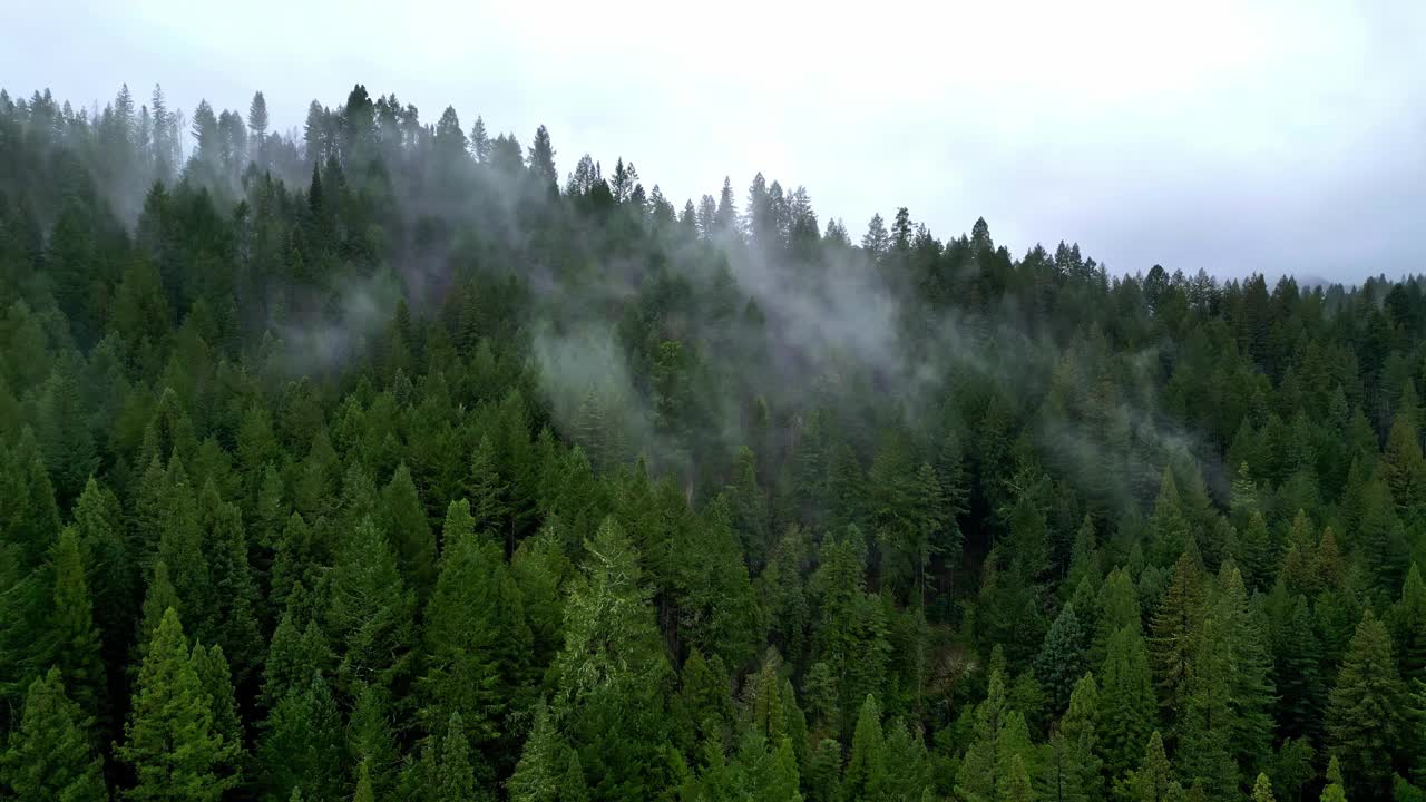 空中无人机在多云大雾的天空，松树峰，郁郁葱葱的深绿色森林视频素材