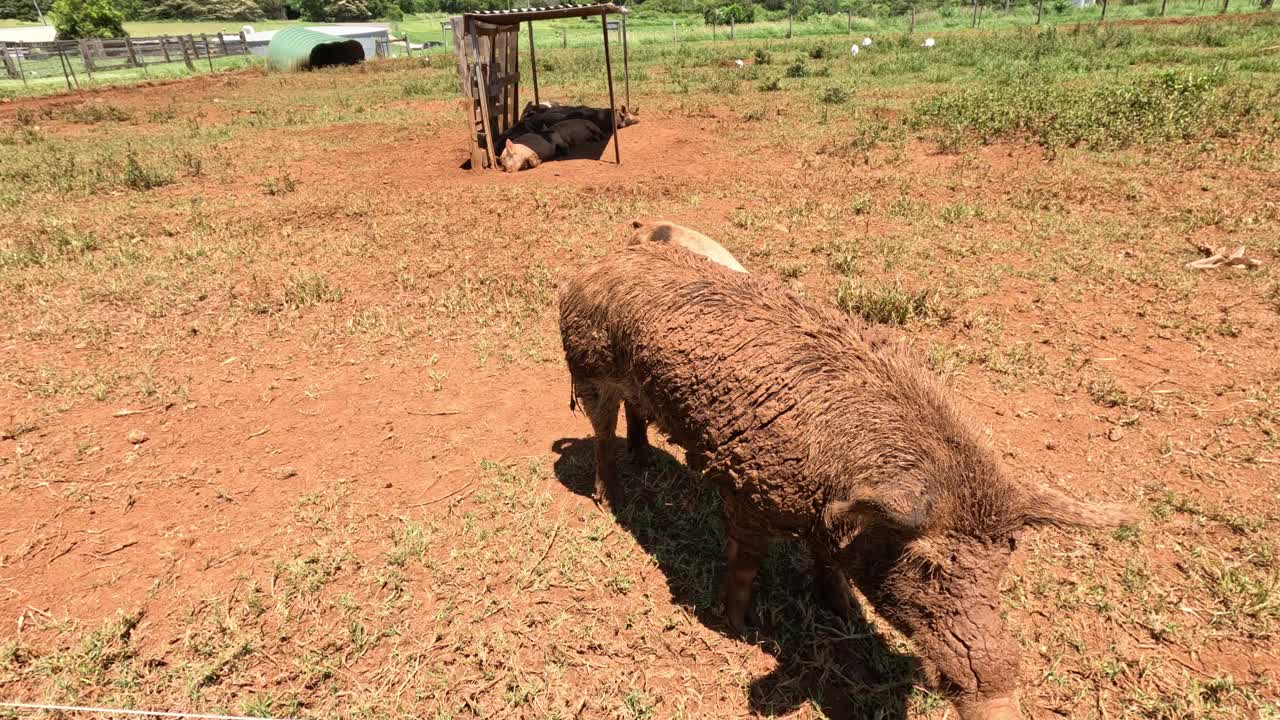 猪在农家院子里游荡视频素材