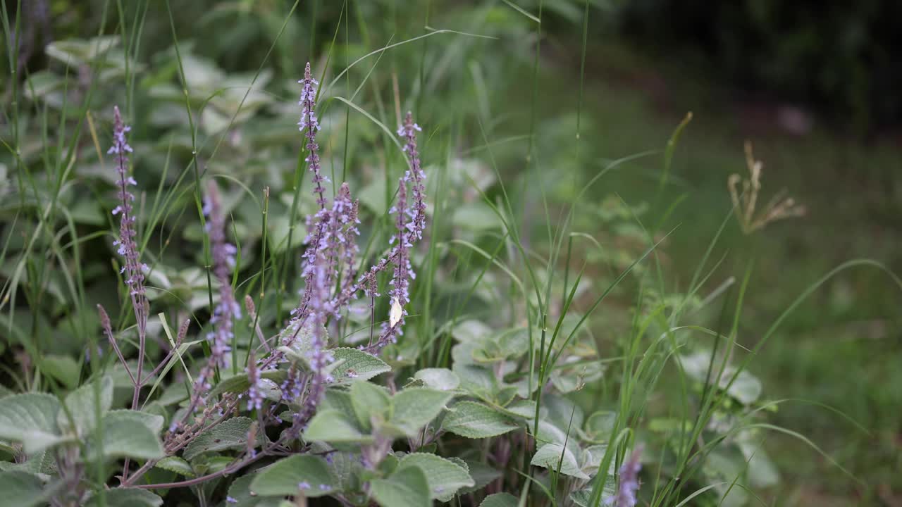 紫色的野花轻轻摇曳视频素材