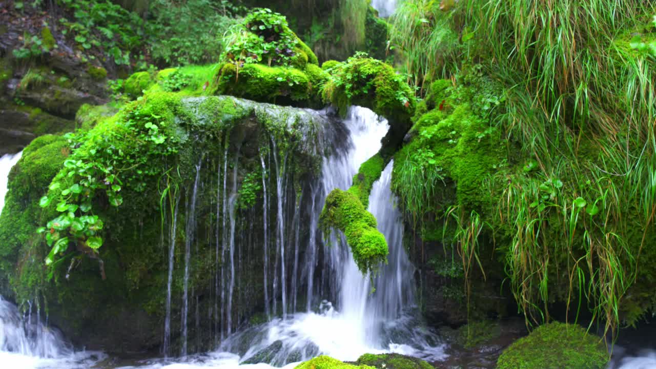 小溪里的淡水和青苔视频下载