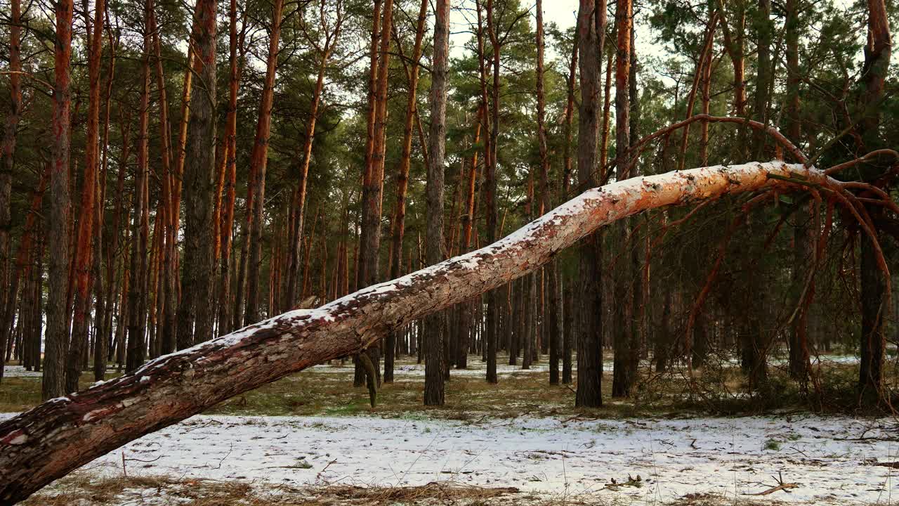 阳光明媚的冬日，雪林里倒下的树。积雪覆盖的倒下的松树矗立在宁静的林地中，在阳光下闪闪发光视频素材