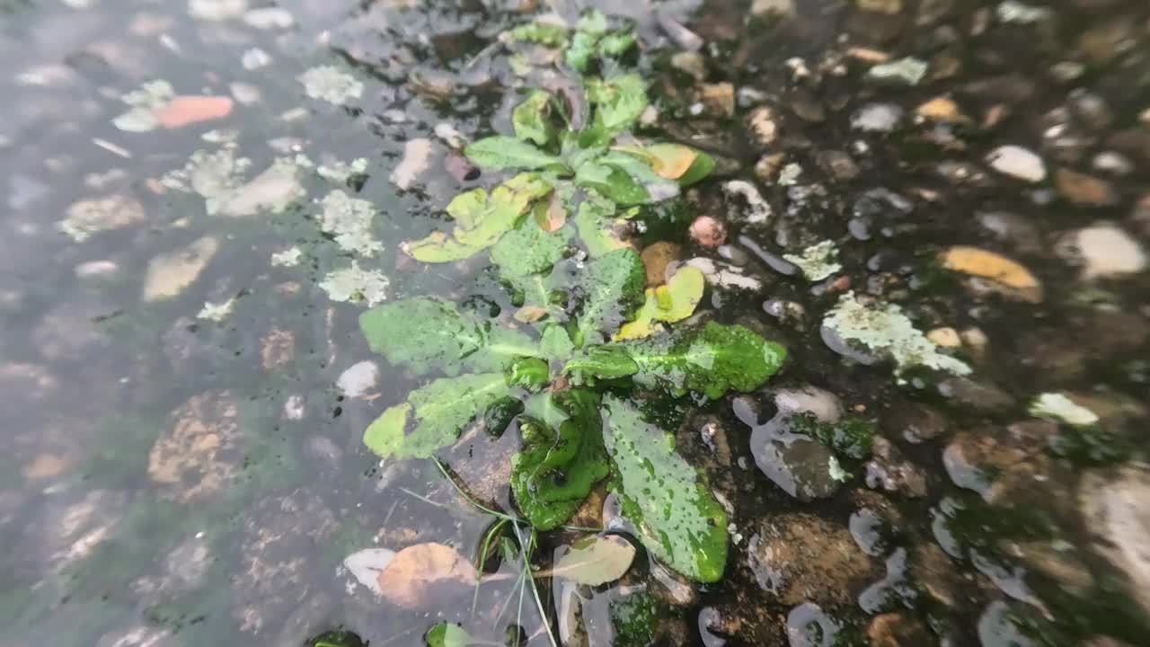 绿色植物在浅水的鹅卵石地上生长的特写镜头，背景模糊视频素材