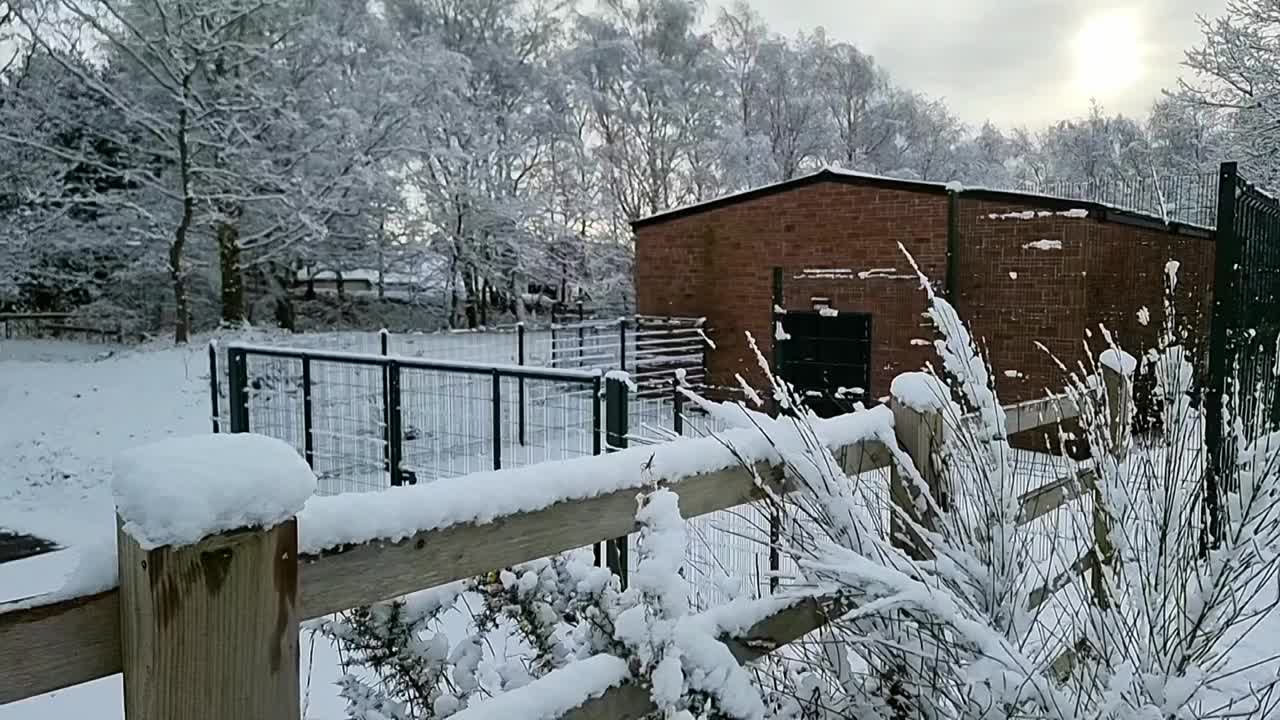 雪砖农舍储存谷仓周围的安全金属围栏在农村的林地视频素材