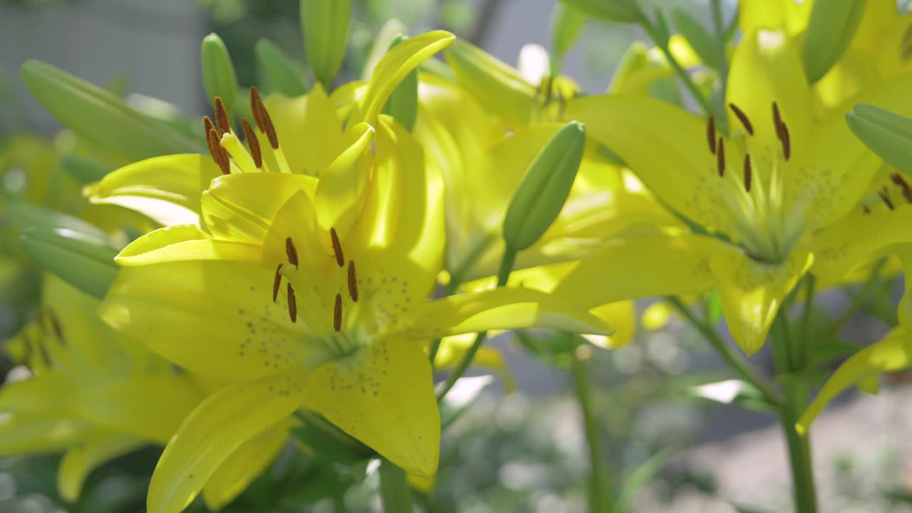 花园里的黄百合花束视频素材